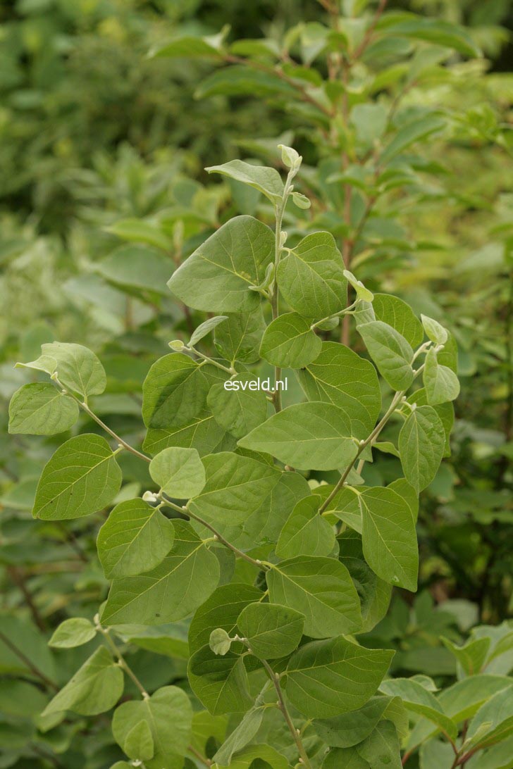 Styrax officinalis