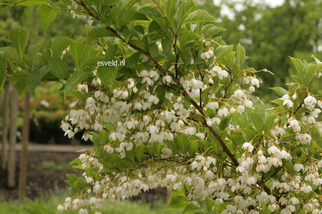 Styrax japonicus 'Issai'