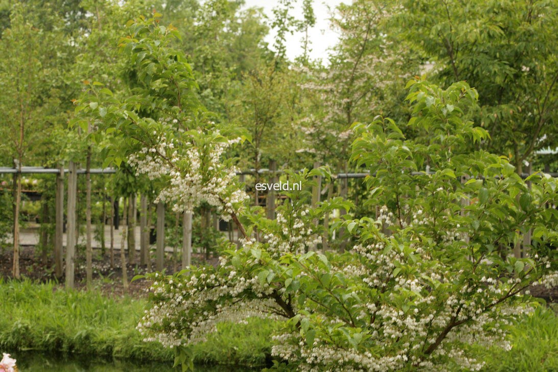 Styrax japonicus 'Issai'