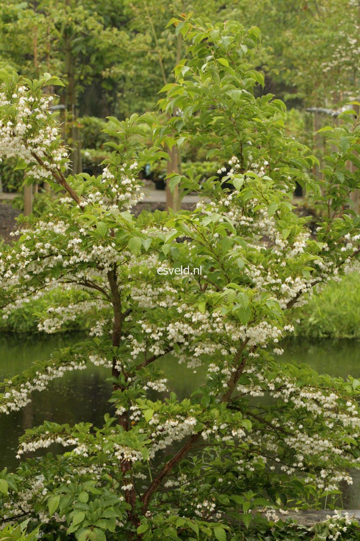 Styrax japonicus 'Issai'