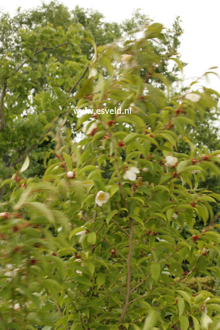 Stewartia sinensis