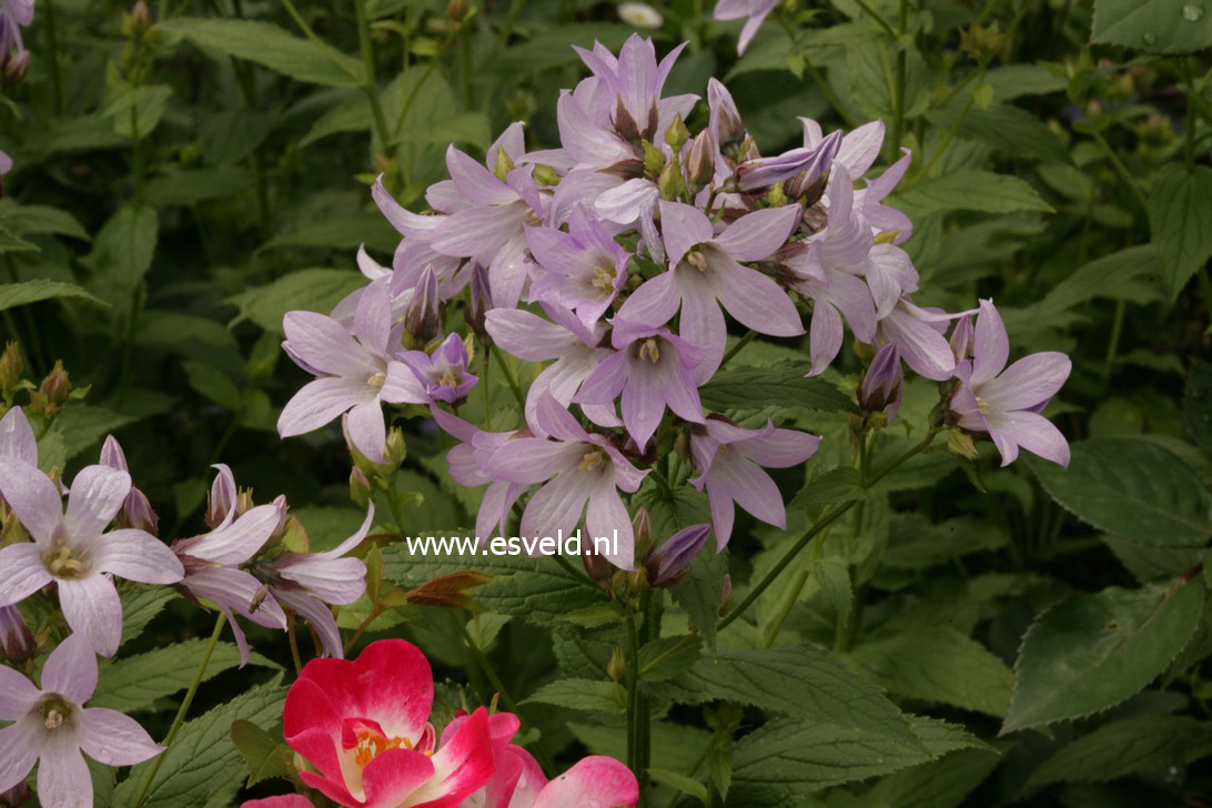 Campanula lactiflora 'Prichard's Variety'