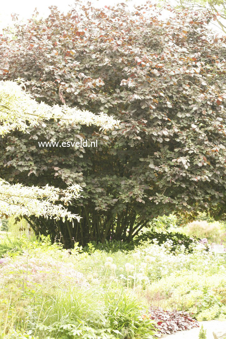 Corylus maxima 'Purpurea'