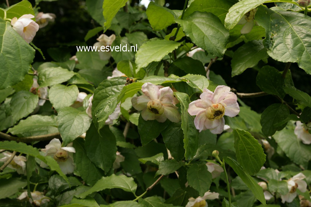 Calycanthus chinensis