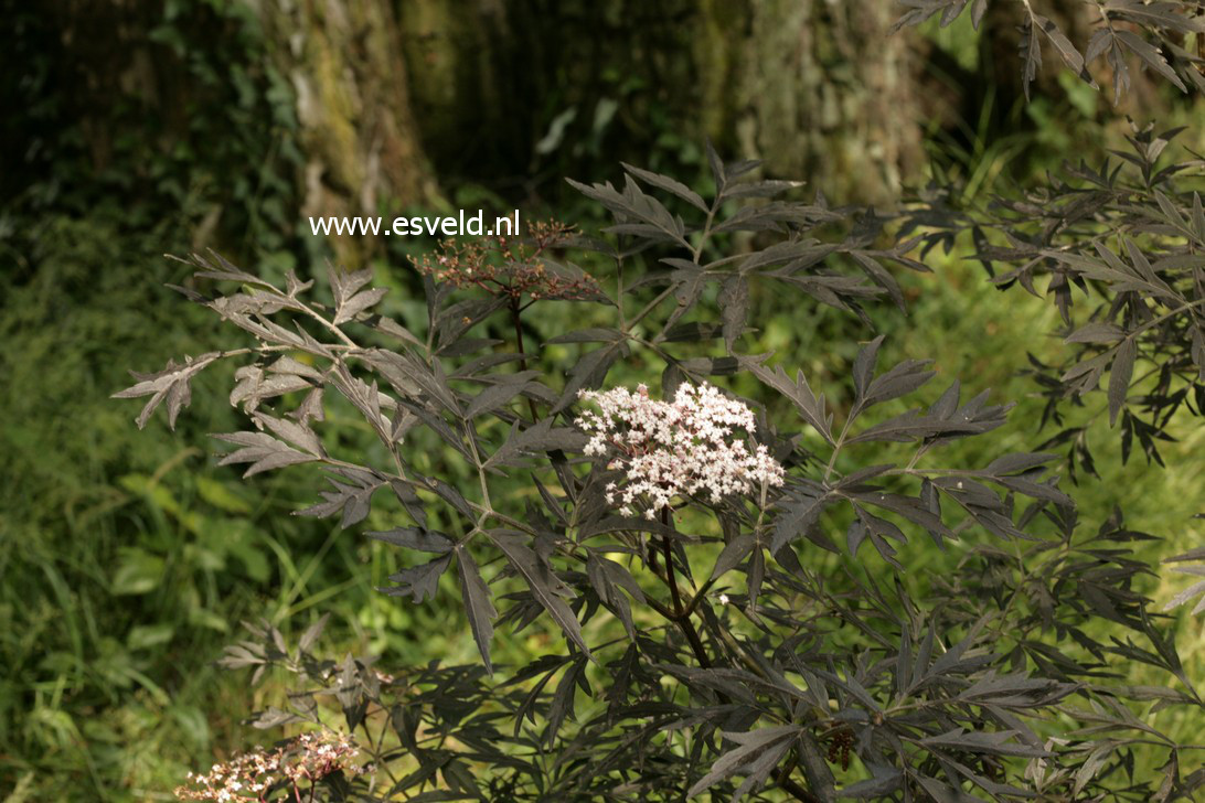 Sambucus nigra 'Eva' (BLACK LACE)