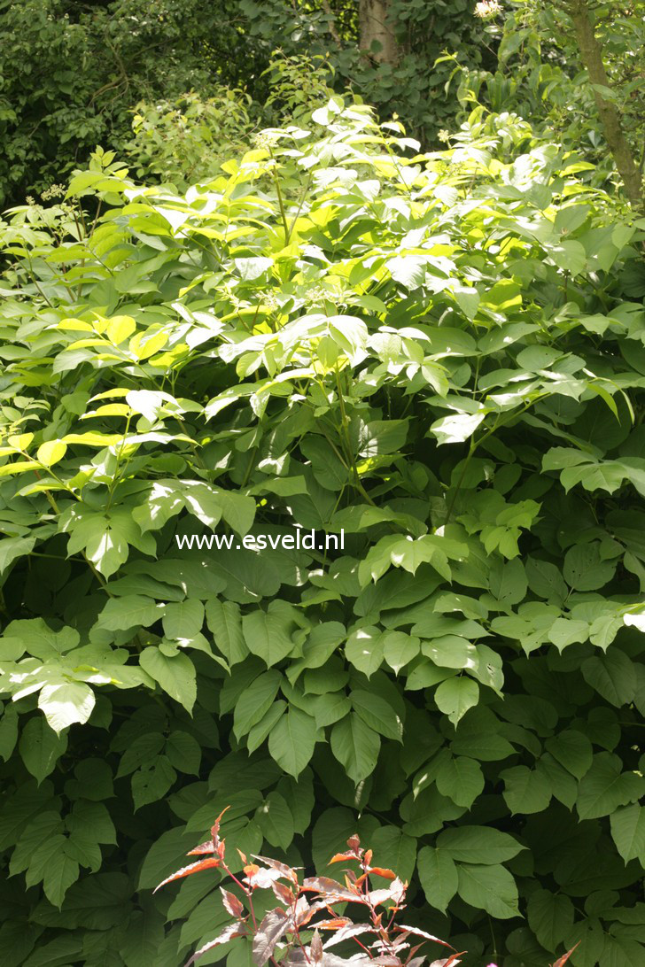 Aralia californica