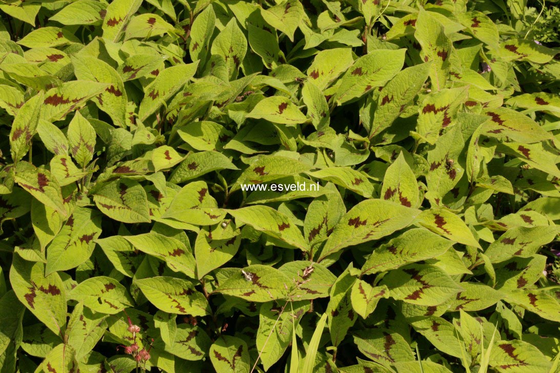 Persicaria virginiana 'Lance Corporal'