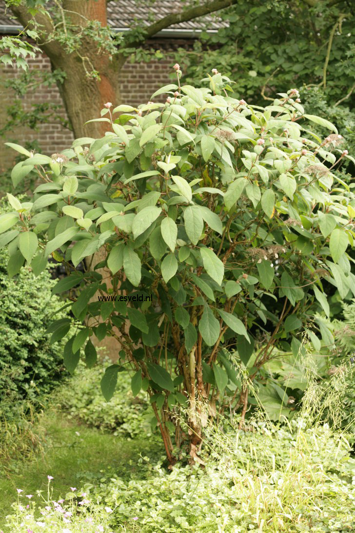 Hydrangea aspera 'Macrophylla'