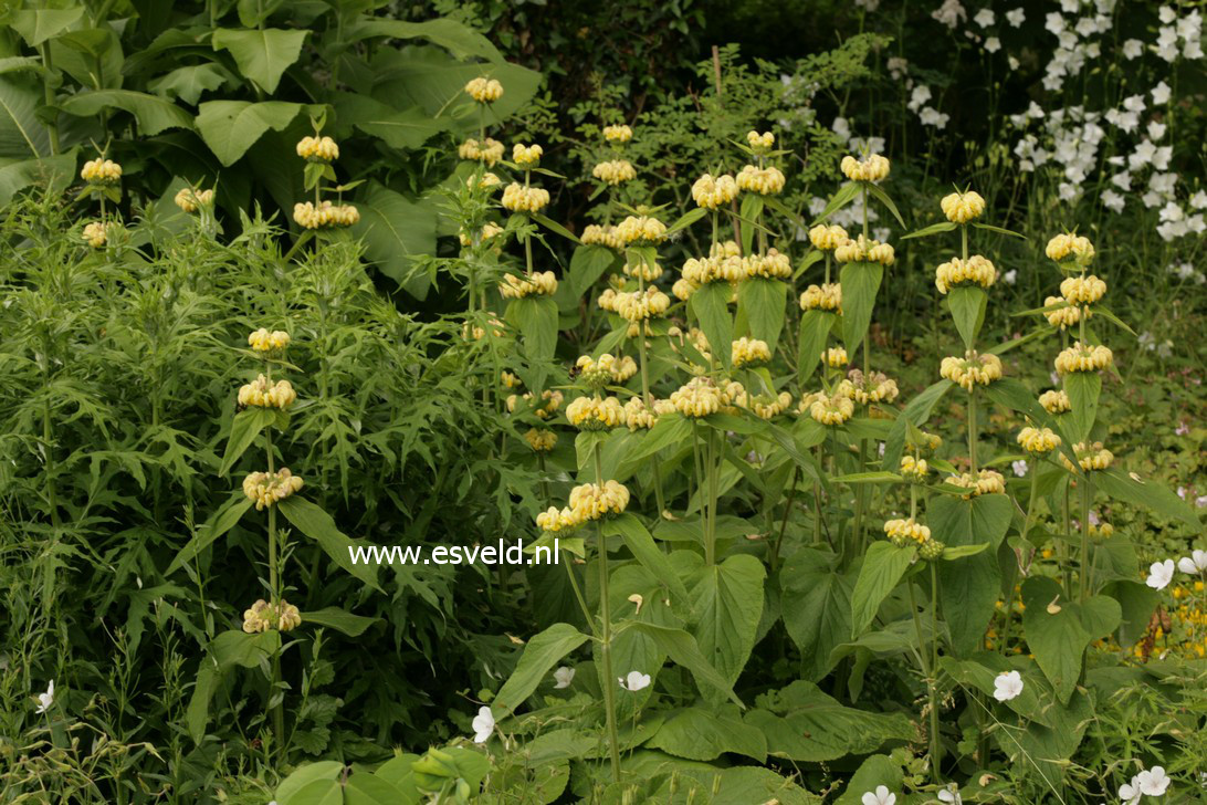 Phlomis russeliana