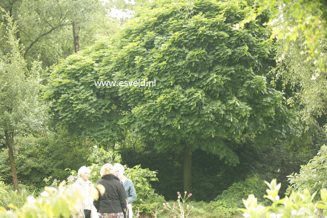 Acer platanoides 'Globosum'