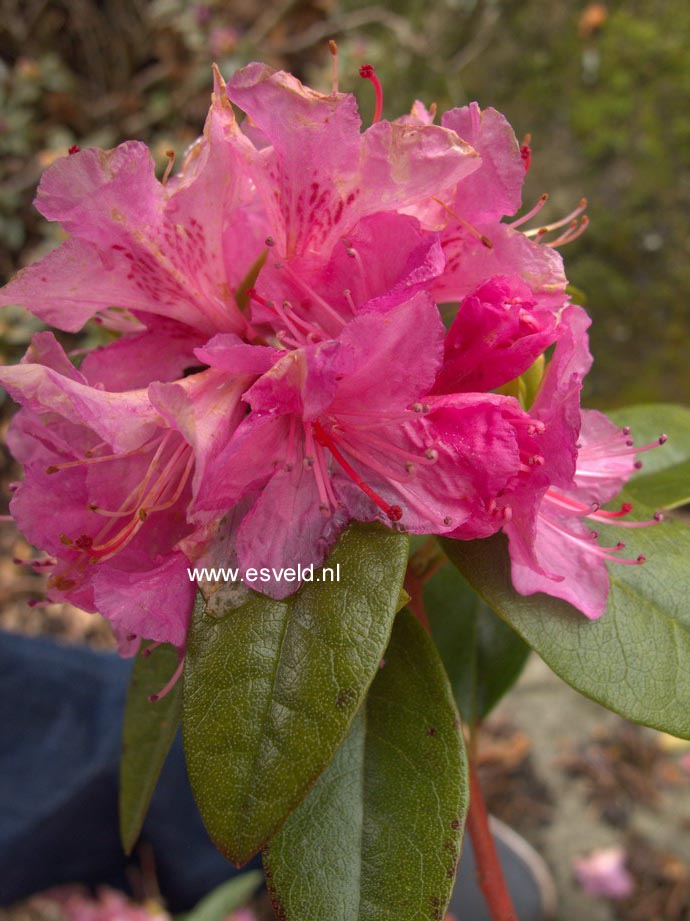 Rhododendron 'Olga Mezitt'