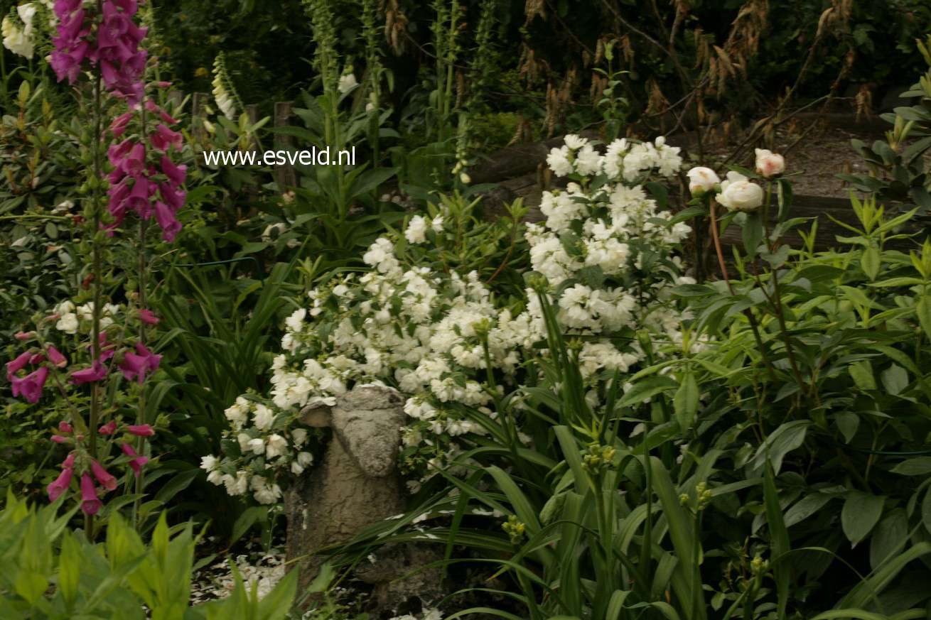 Philadelphus 'Snowbelle'