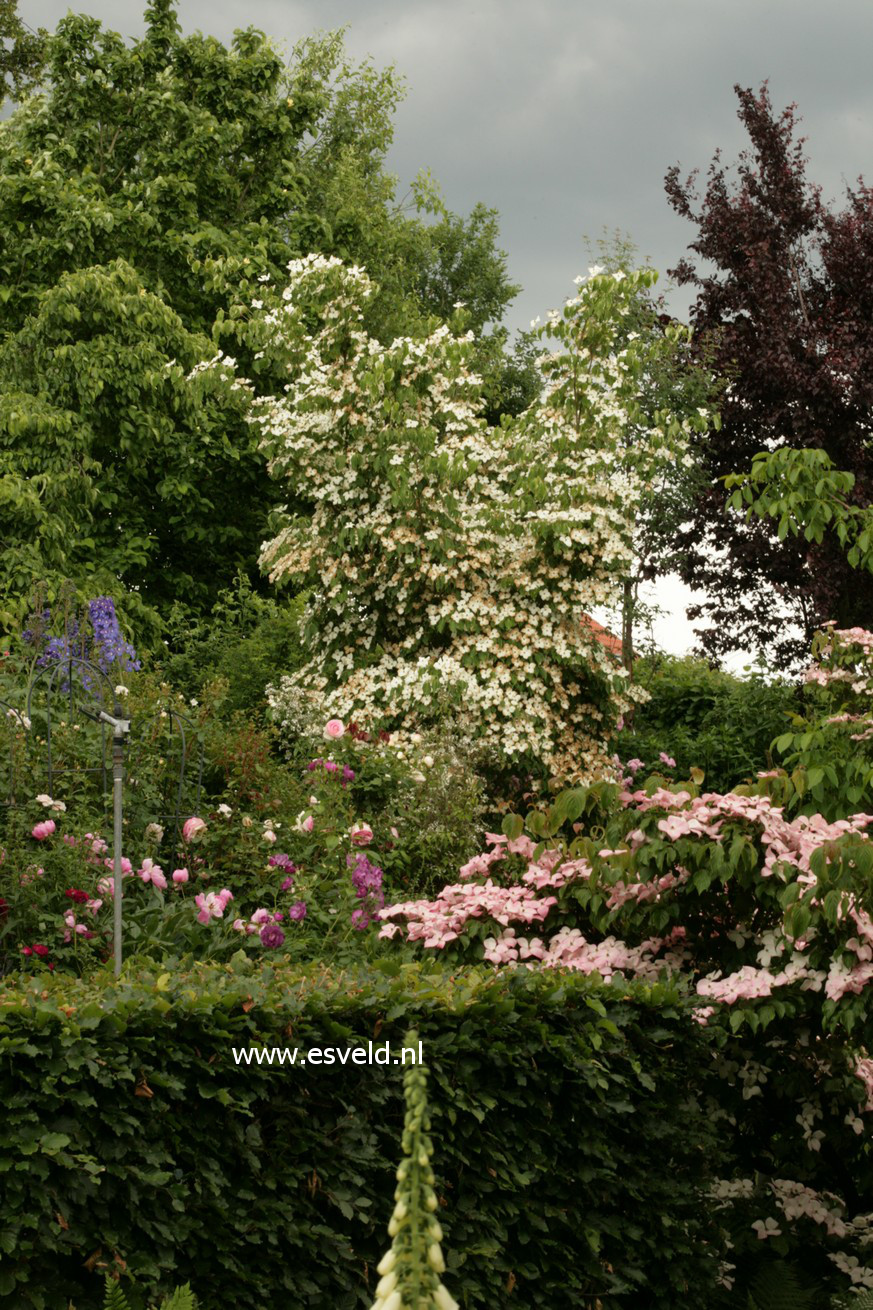 Cornus kousa