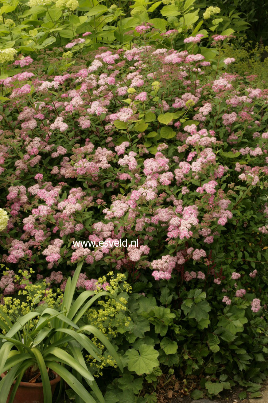 Spiraea japonica 'Little Princess'