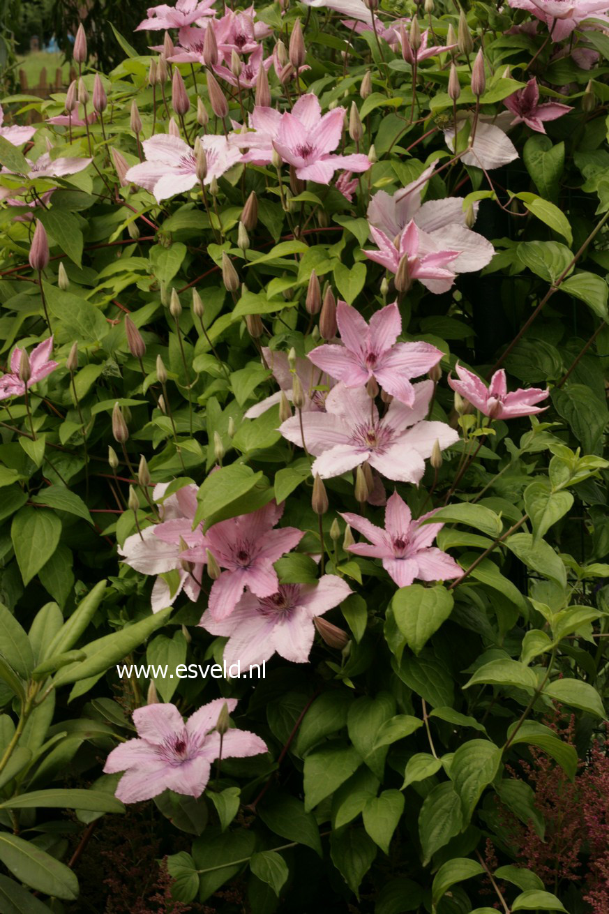 Clematis 'Hagley Hybrid'