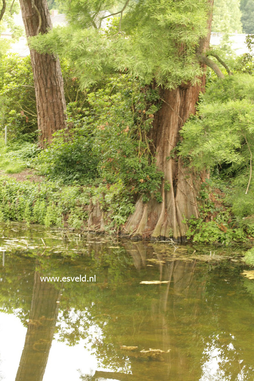 Taxodium distichum