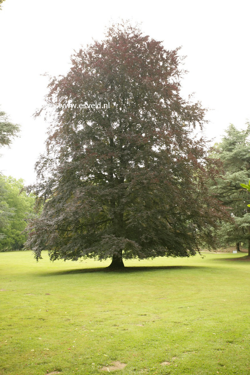 Fagus sylvatica 'Atropunicea'