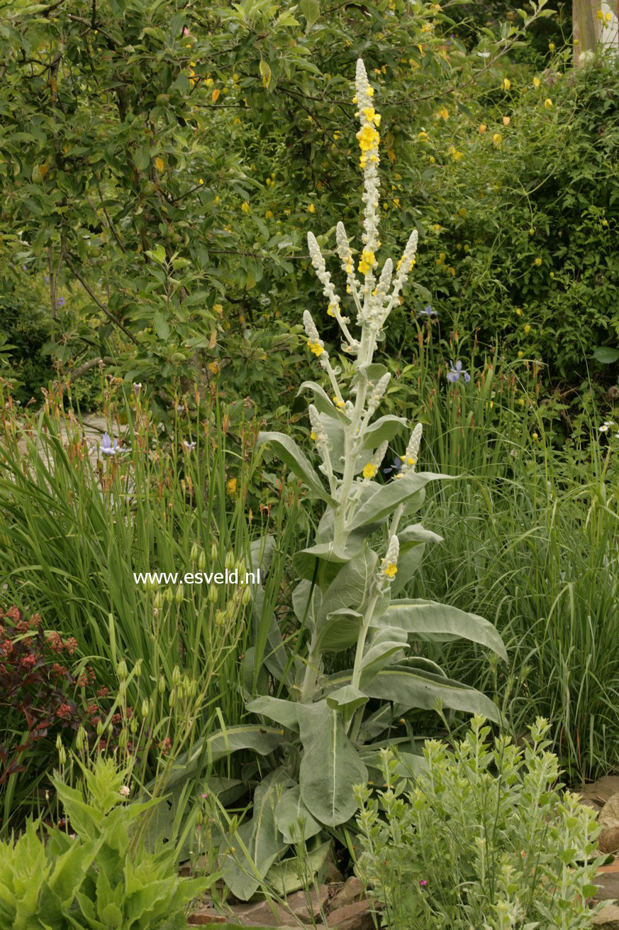 Verbascum bombyciferum