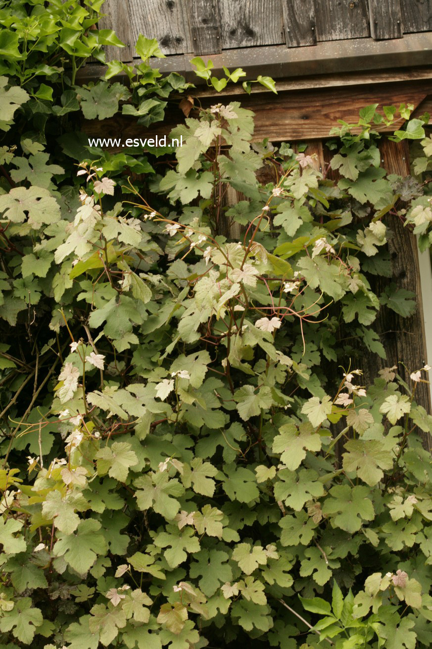 Vitis vinifera 'Purpurea'