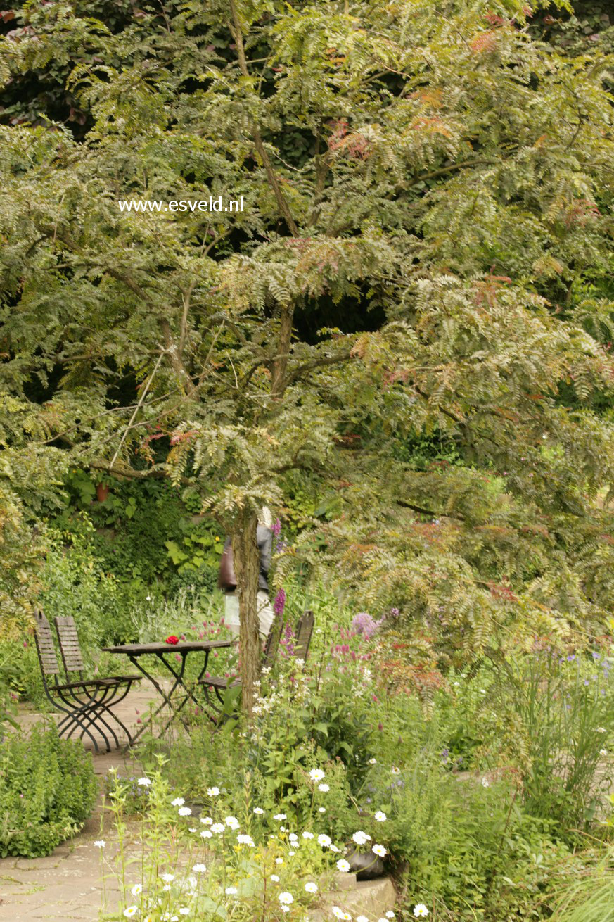 Gleditsia triacanthos 'Rubylace'