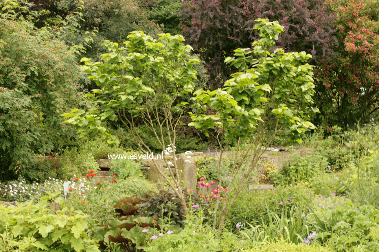 Cercis chinensis 'Avondale'