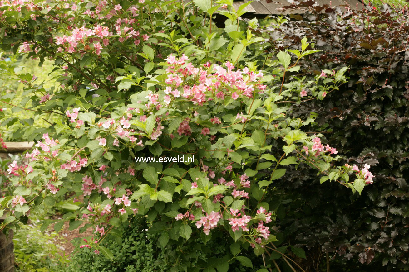 Weigela 'Rosea'