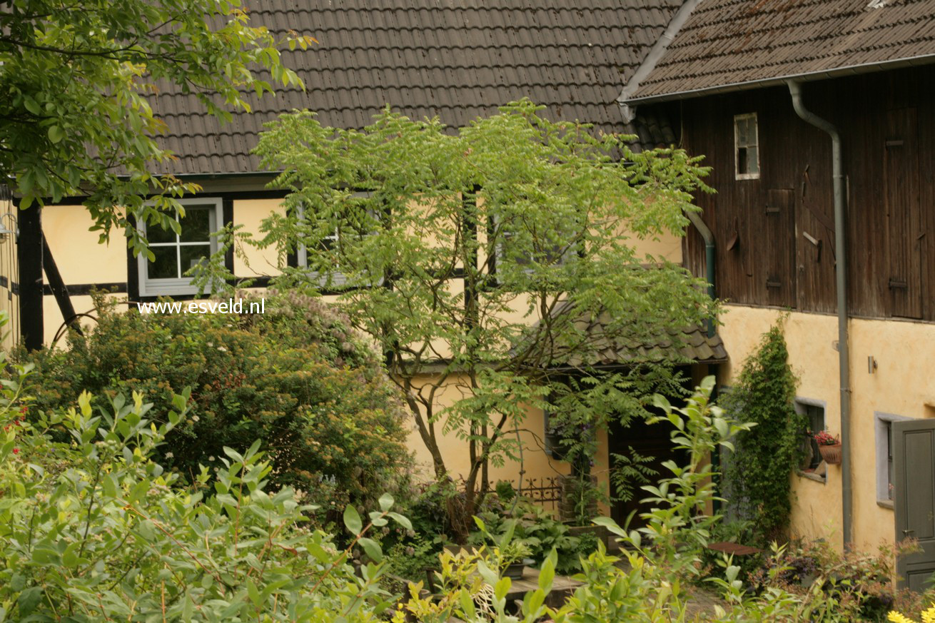 Koelreuteria paniculata