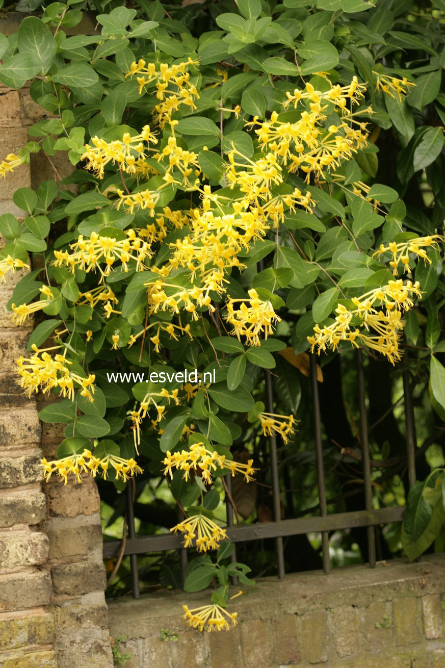 Lonicera tragophylla