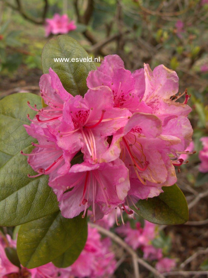 Rhododendron 'Olga Mezitt'