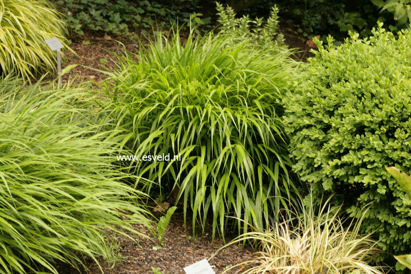 Hakonechloa macra