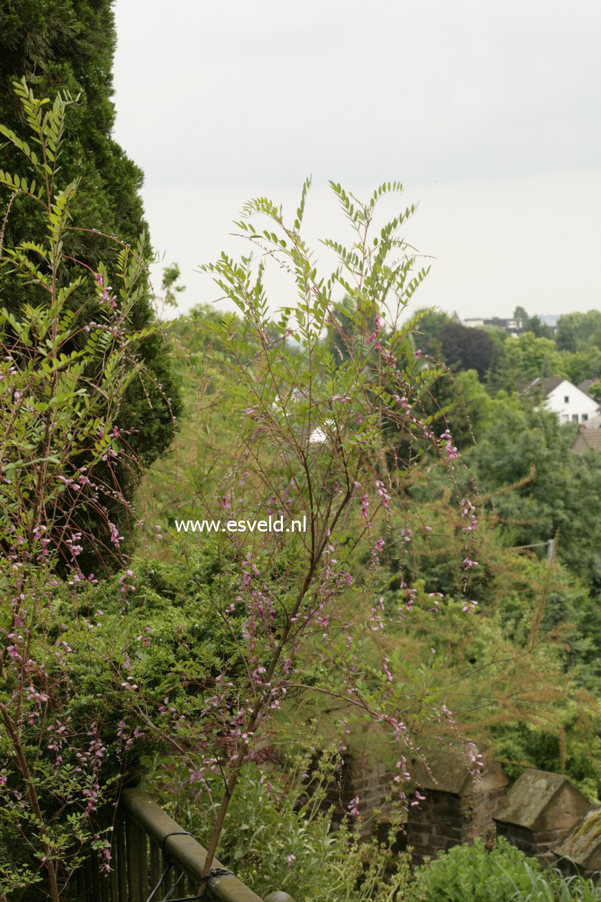 Indigofera pendula