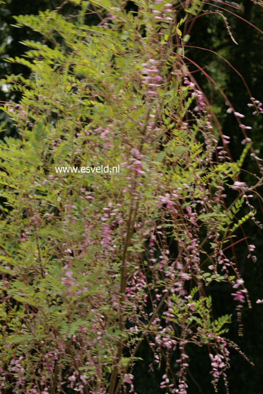 Indigofera pendula