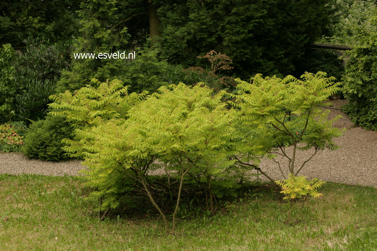 Rhus typhina 'Bailtiger' (TIGER EYES)