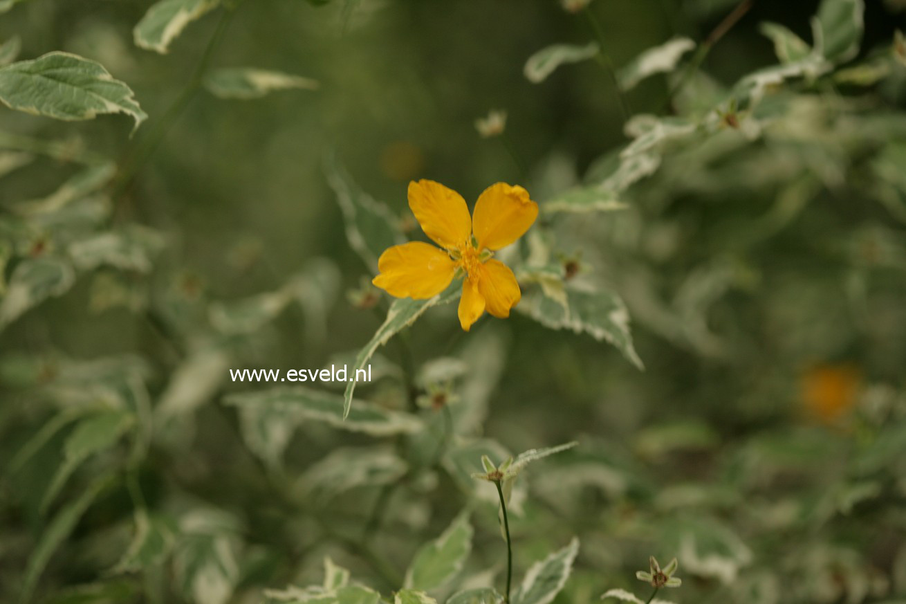 Kerria japonica 'Picta'