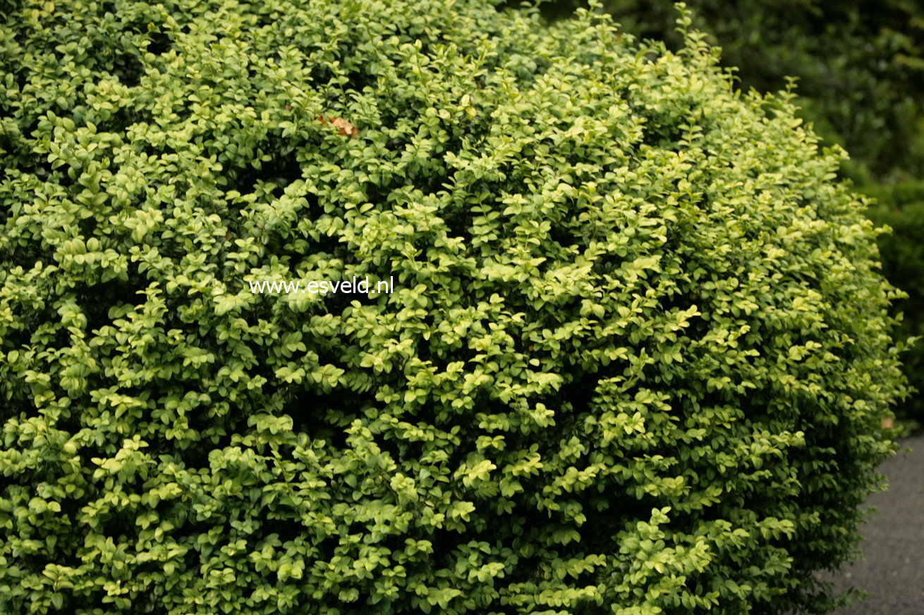 Buxus sempervirens 'Latifolia Maculata'