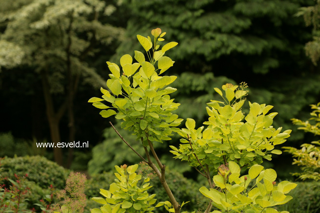 Cotinus coggygria 'Ancot' (GOLDEN SPIRIT)