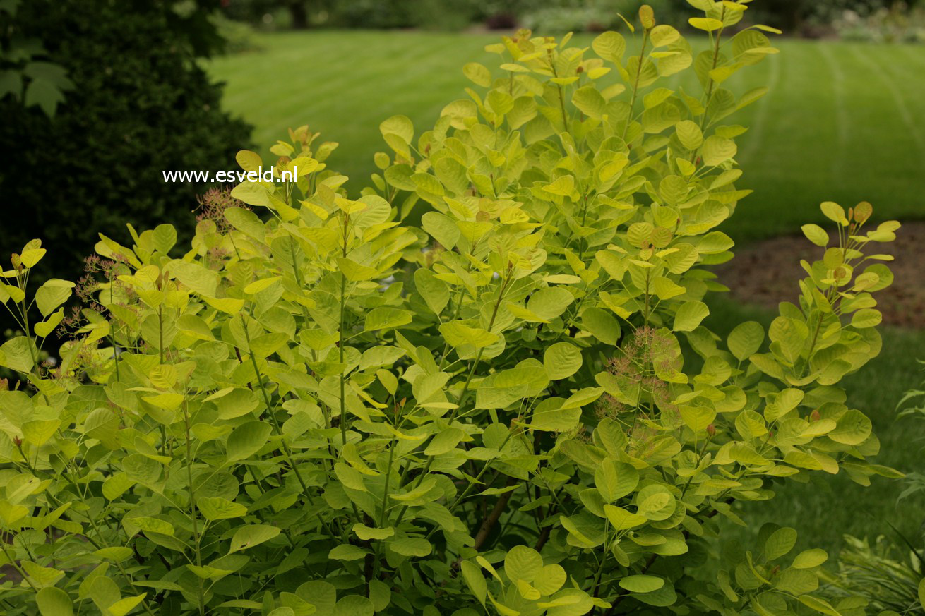 Cotinus coggygria 'Ancot' (GOLDEN SPIRIT)