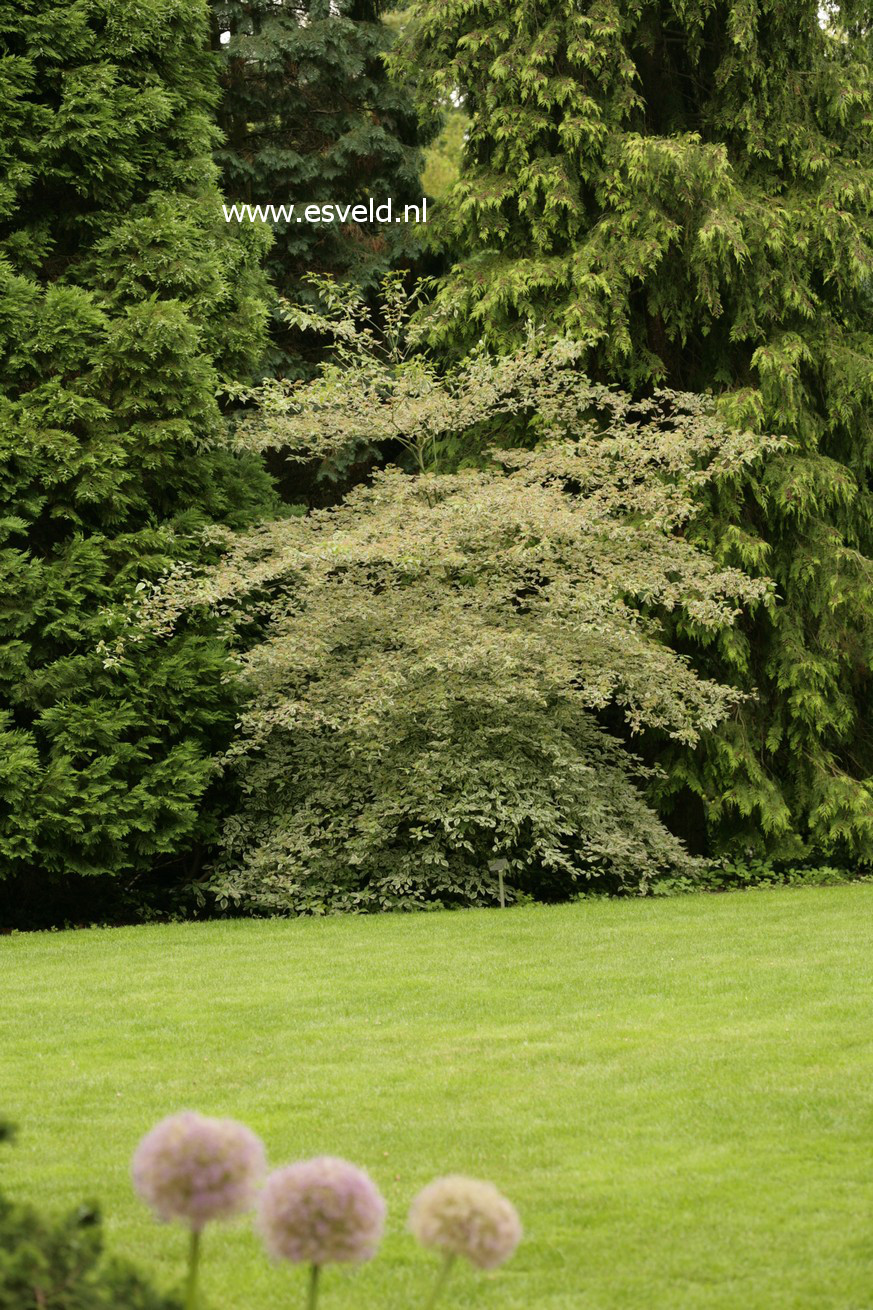 Cornus controversa 'Marginata Nord'