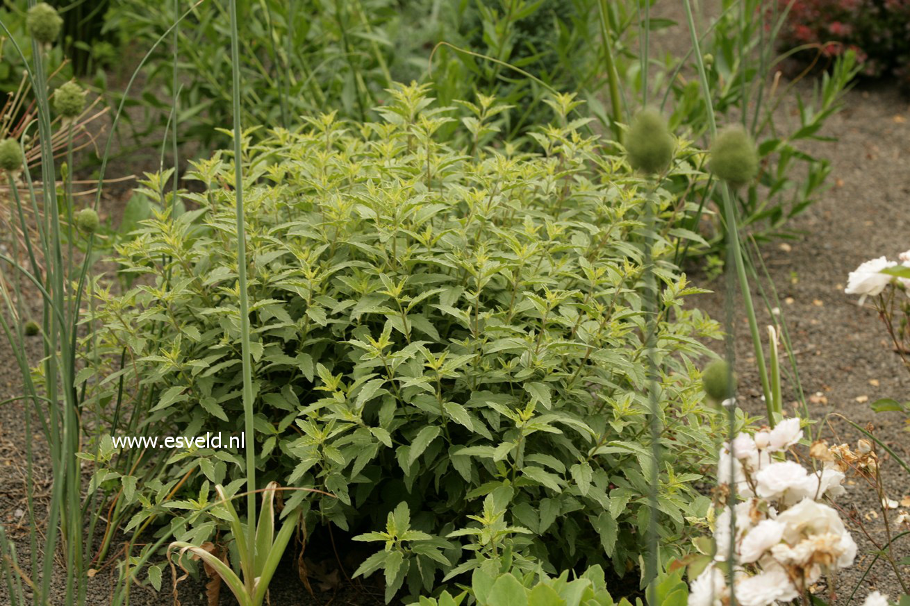 Caryopteris clandonensis 'White Surprise'