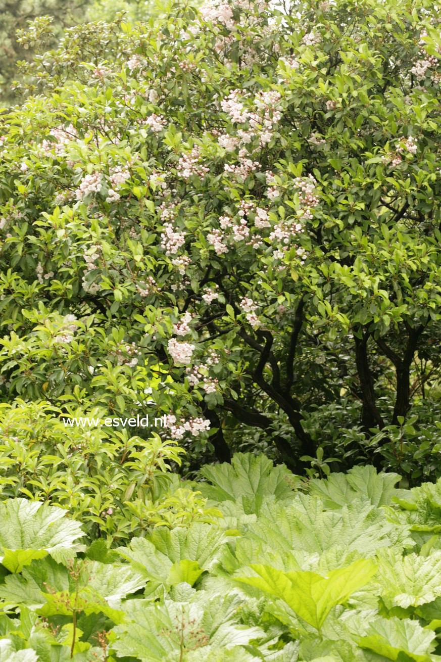 Kalmia latifolia