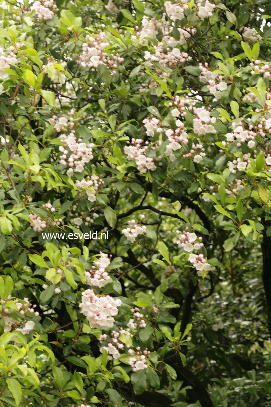 Kalmia latifolia