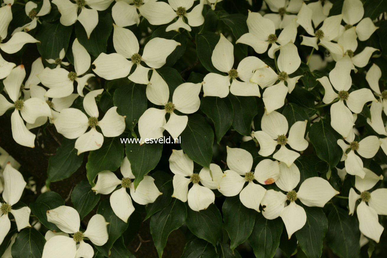 Cornus kousa