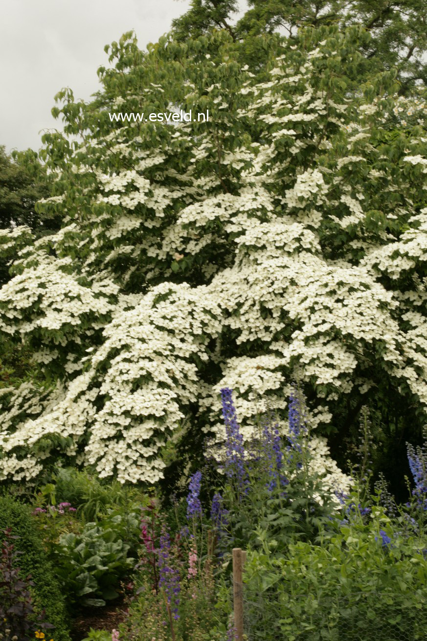 Cornus kousa 'Schmetterling'