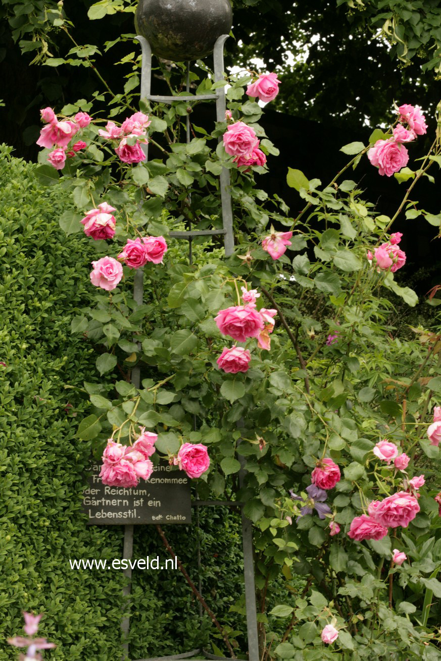 Rosa 'Bantry Bay'