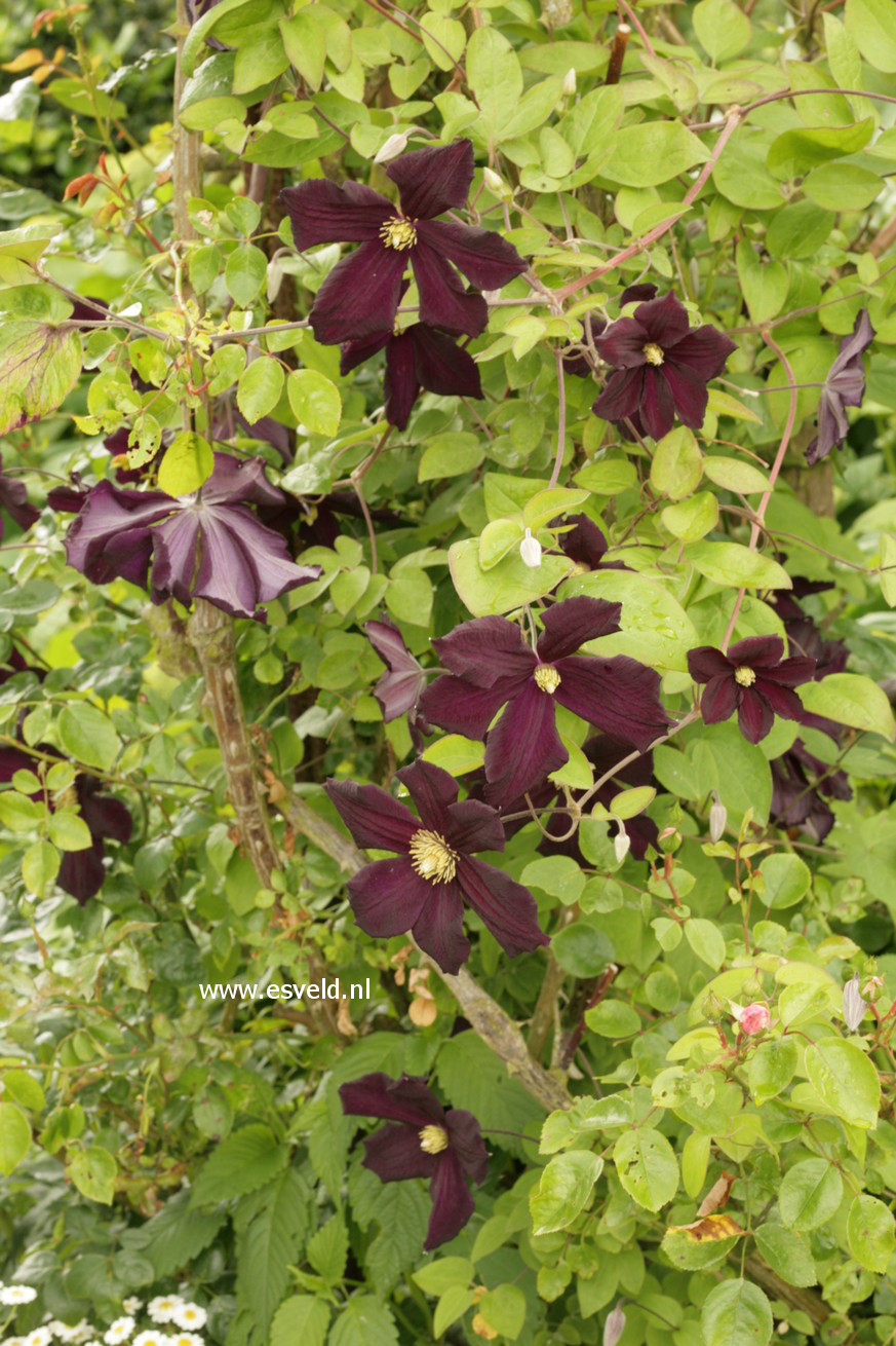 Clematis 'Romantika'