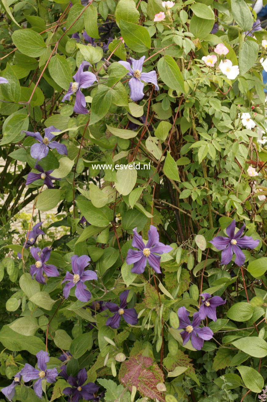 Clematis 'Durandii'