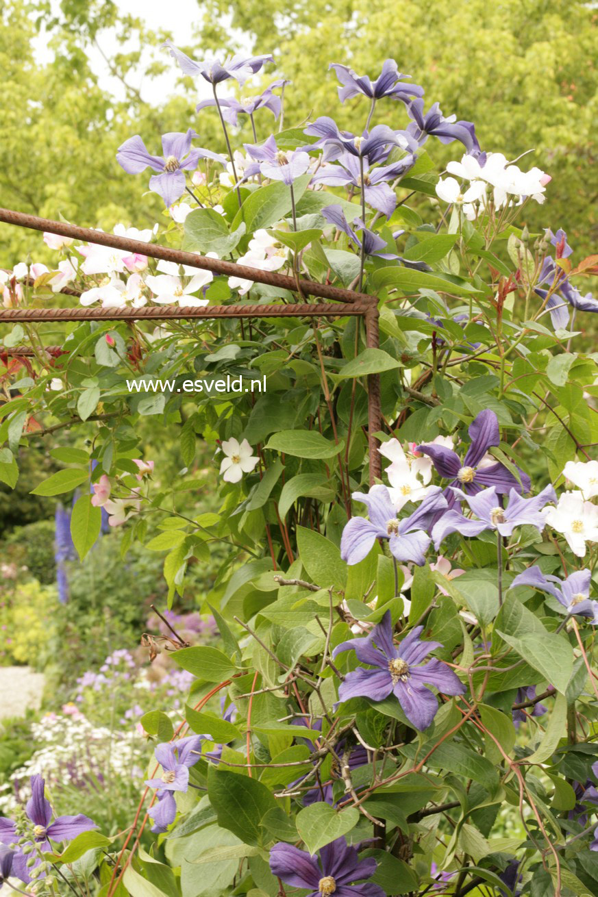 Clematis 'Durandii'