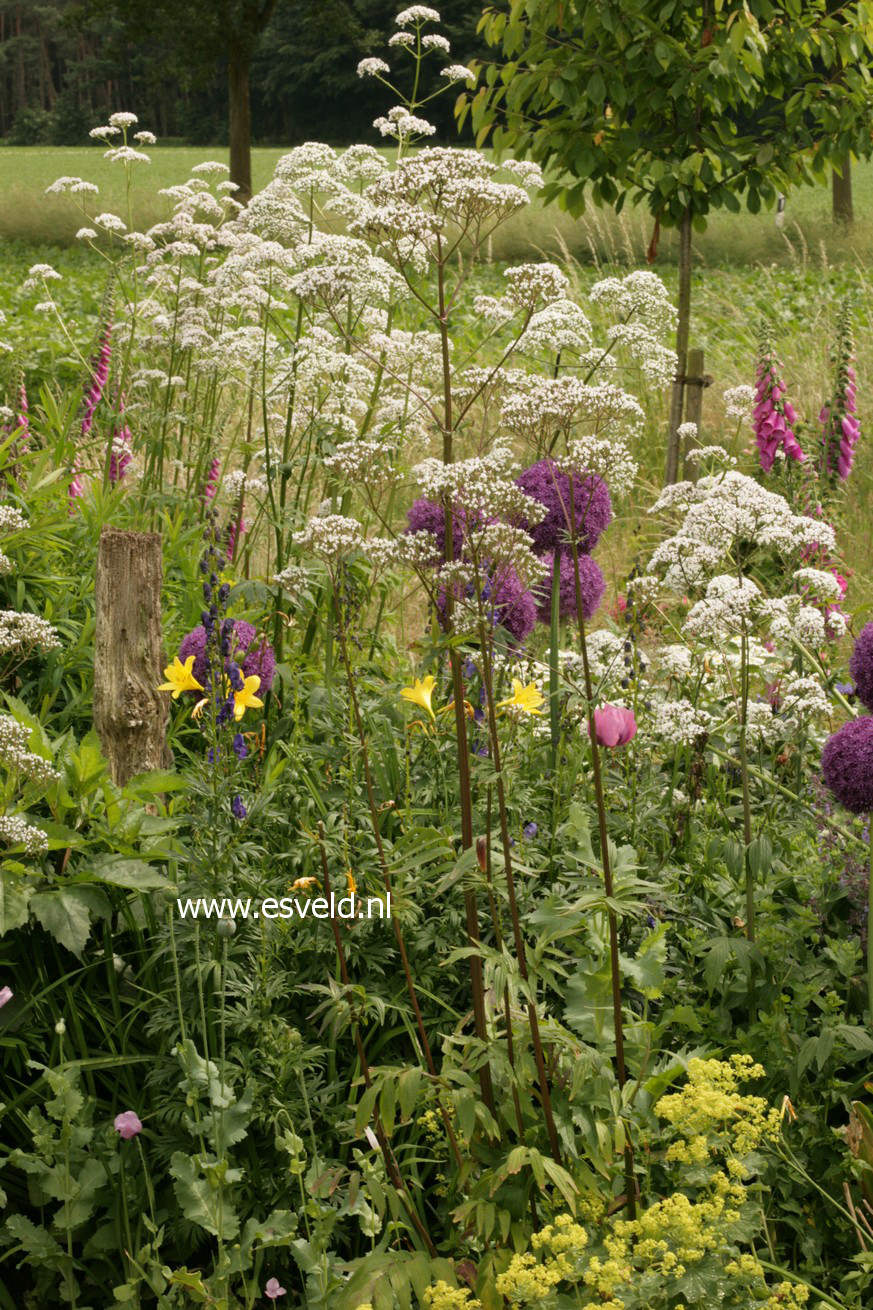 Valeriana officinalis