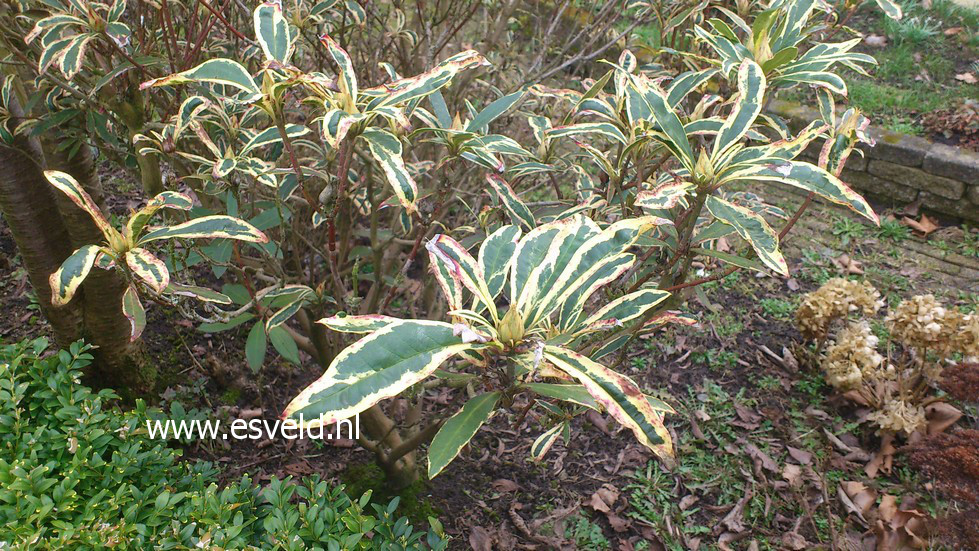 Rhododendron ponticum 'Variegatum'