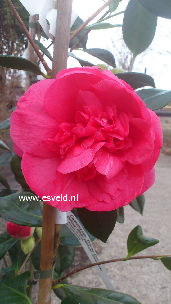 Camellia japonica 'Drama Girl'